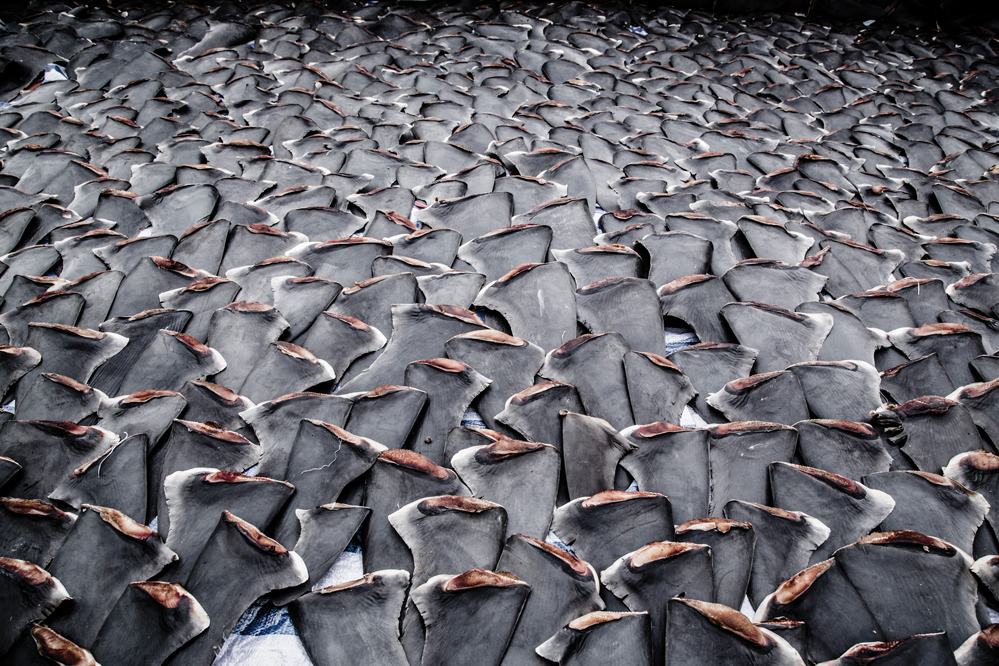 Hundreds of shark fins are laid out to dry on a rooftop (Credit: Shawn Heinrichs)